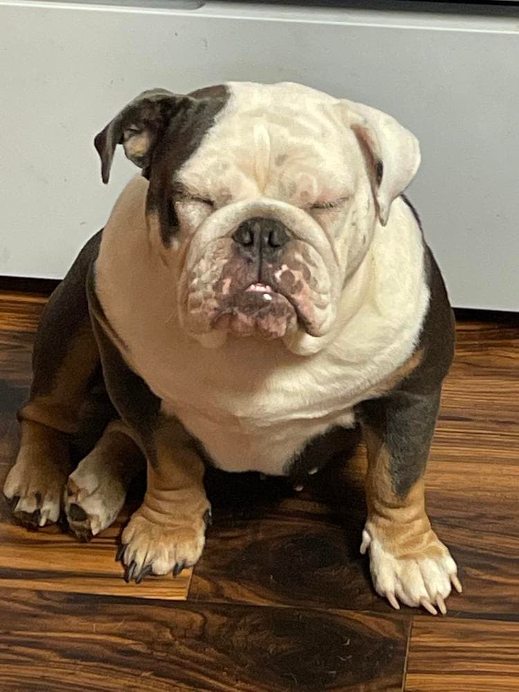 BooBoo breeder image 11