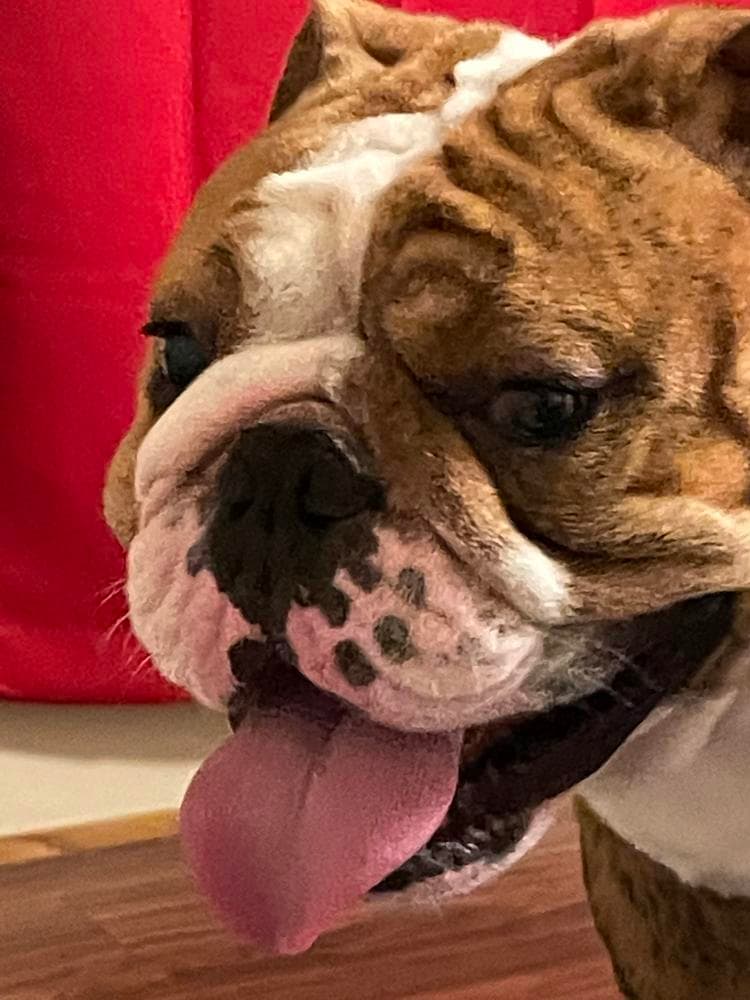 BooBoo breeder image 7