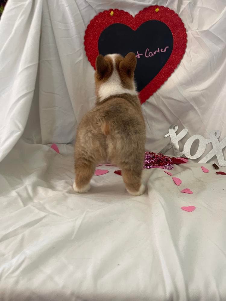 Tri boy 4 Blue Collar breeder image 17