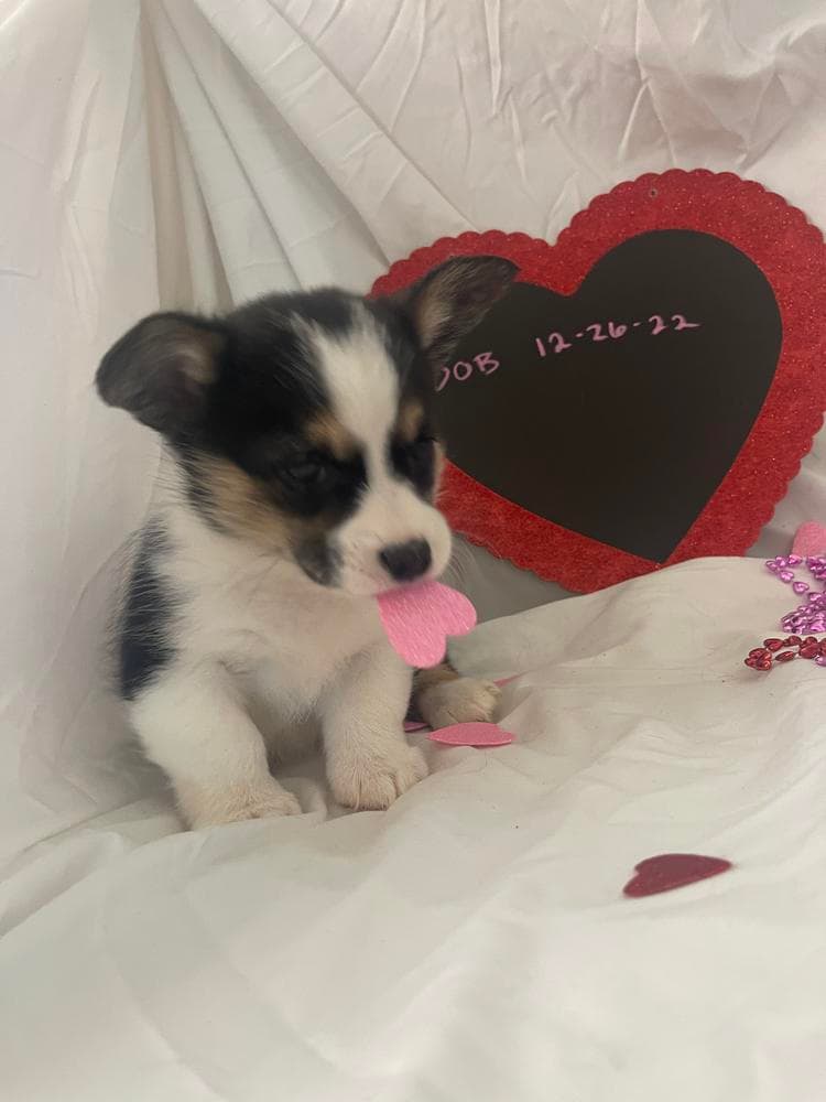 Tri boy 4 Blue Collar breeder image 37