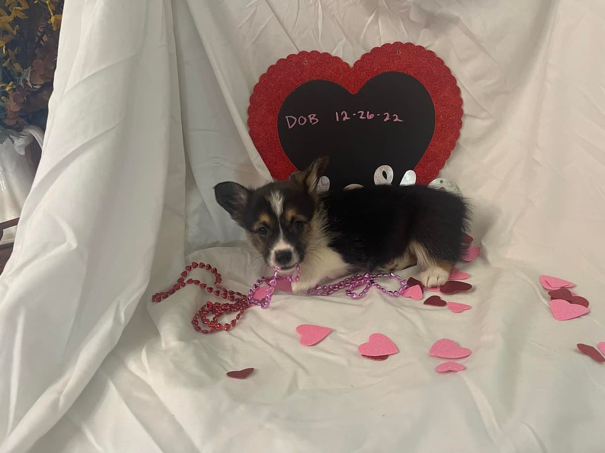 Tri boy 4 Blue Collar breeder image 45