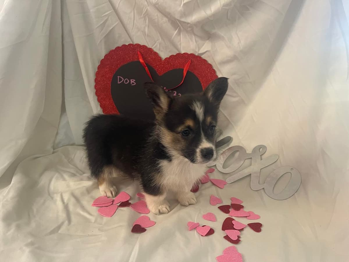 Tri boy 4 Blue Collar breeder image 48