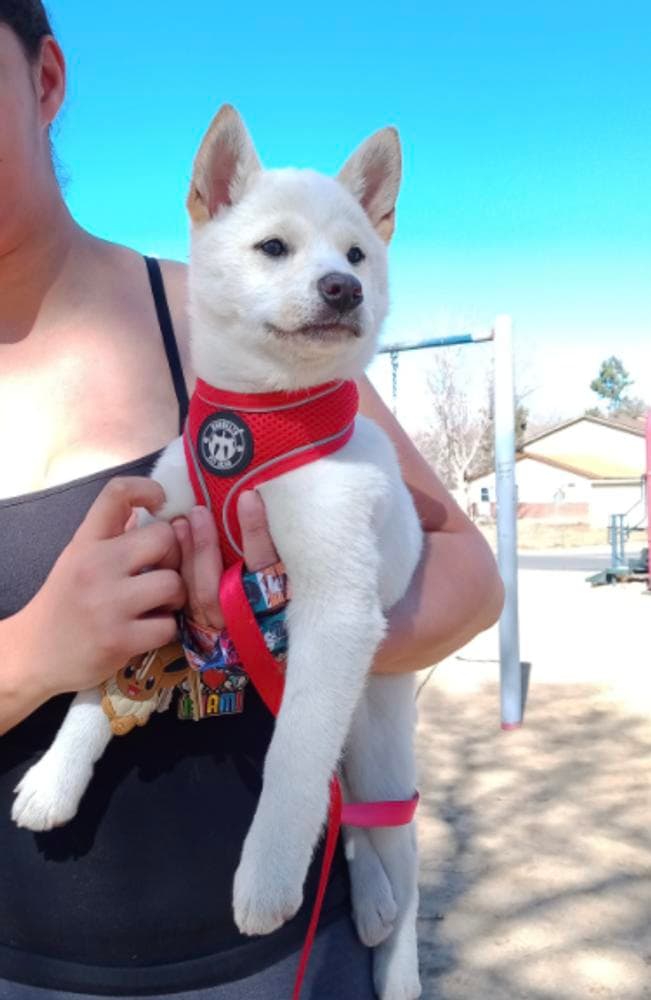Tiny Red breeder image 3