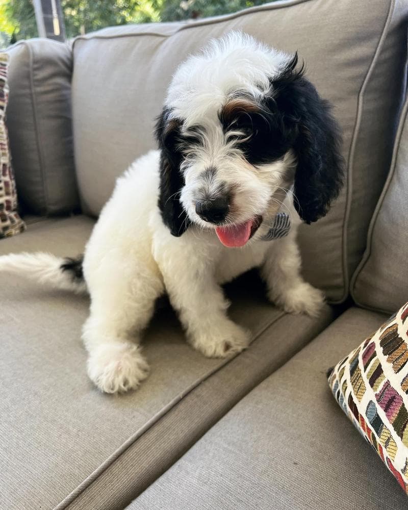 Gray Boy breeder image 10