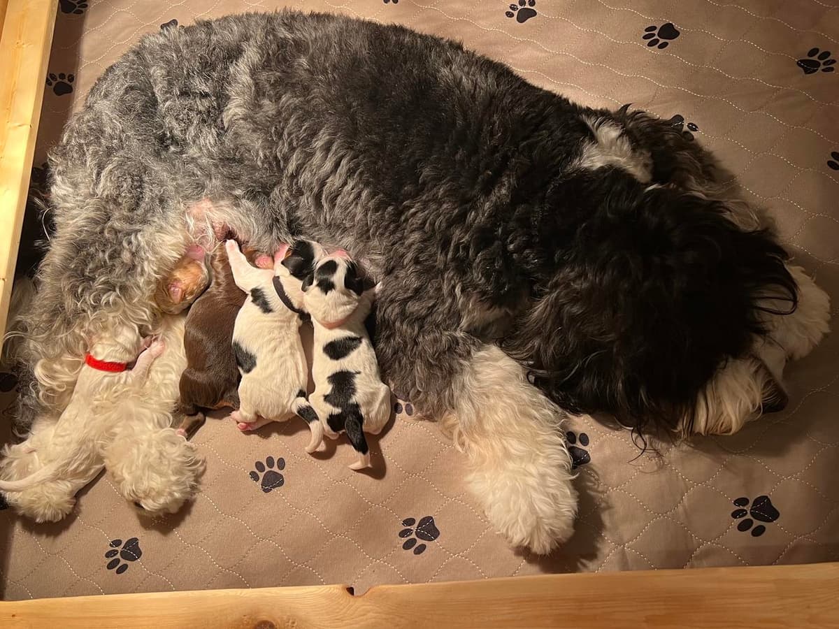 Gray Boy breeder image 20