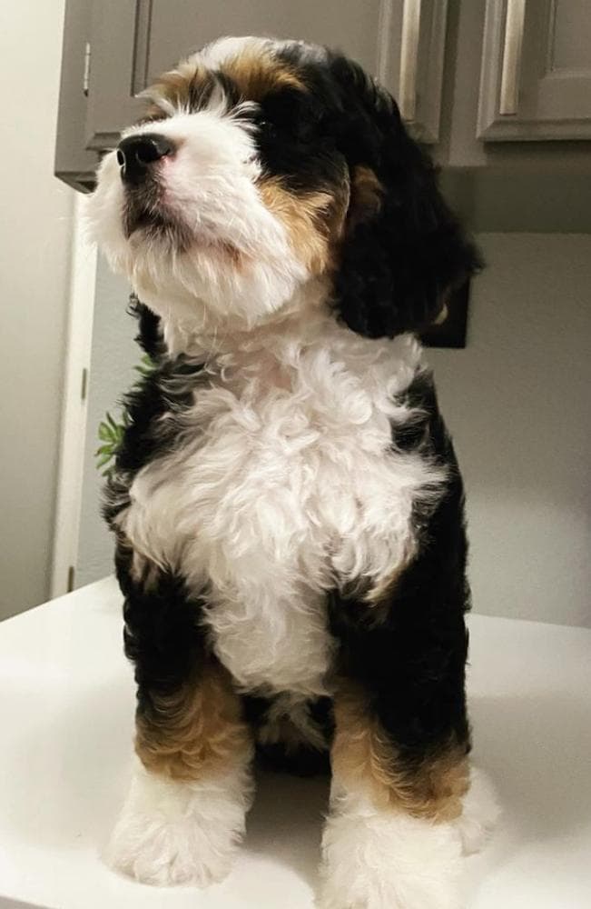 Gray Boy breeder image 3