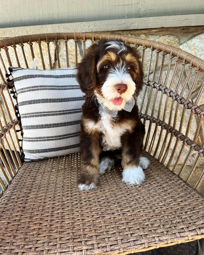 Gray Boy breeder image 4