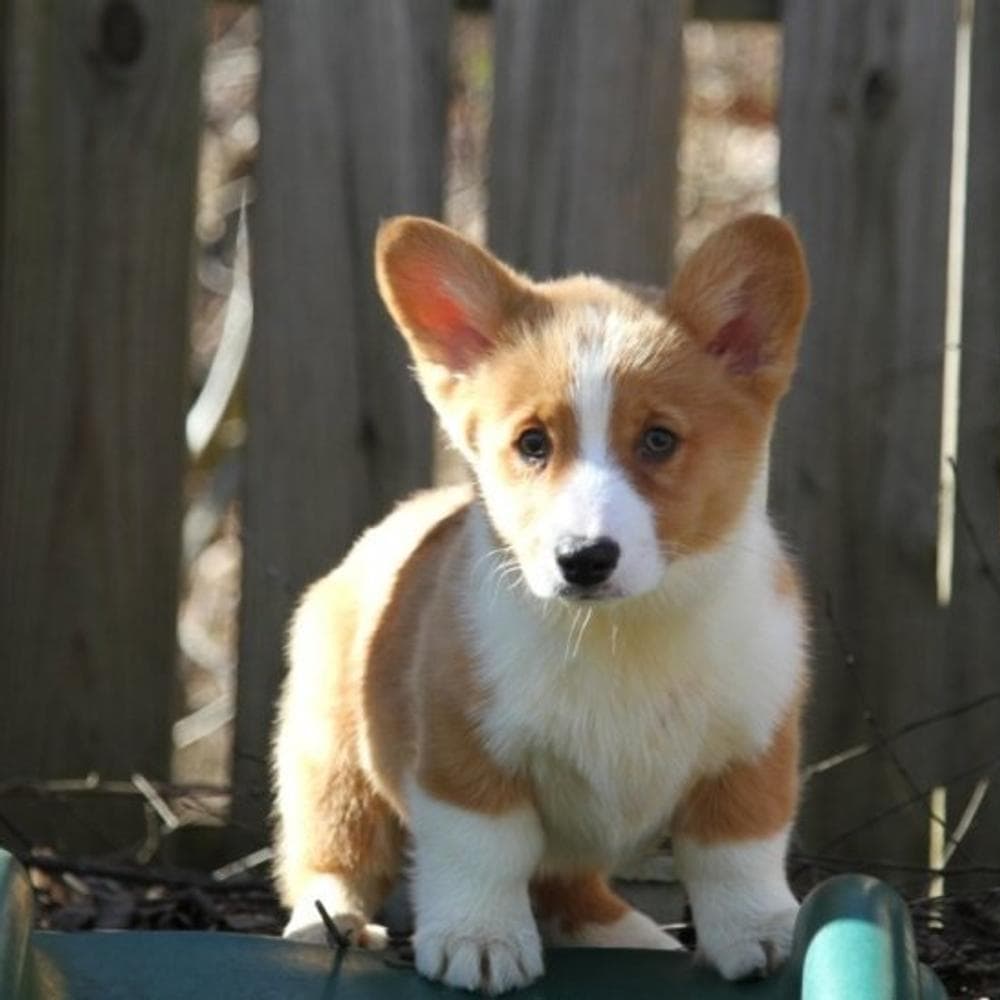 Bennington breeder image 2
