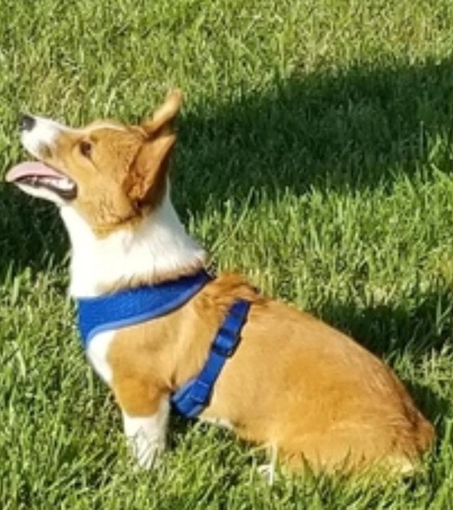 Bennington breeder image 28