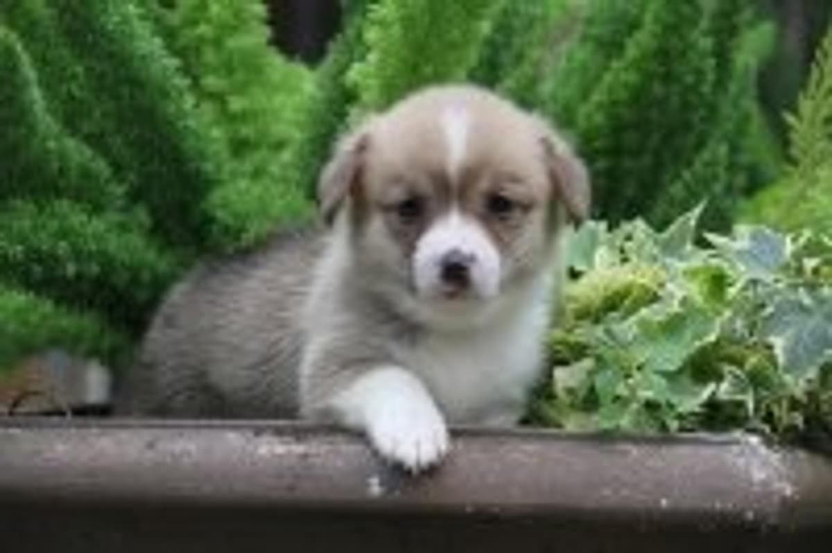 Bennington breeder image 9