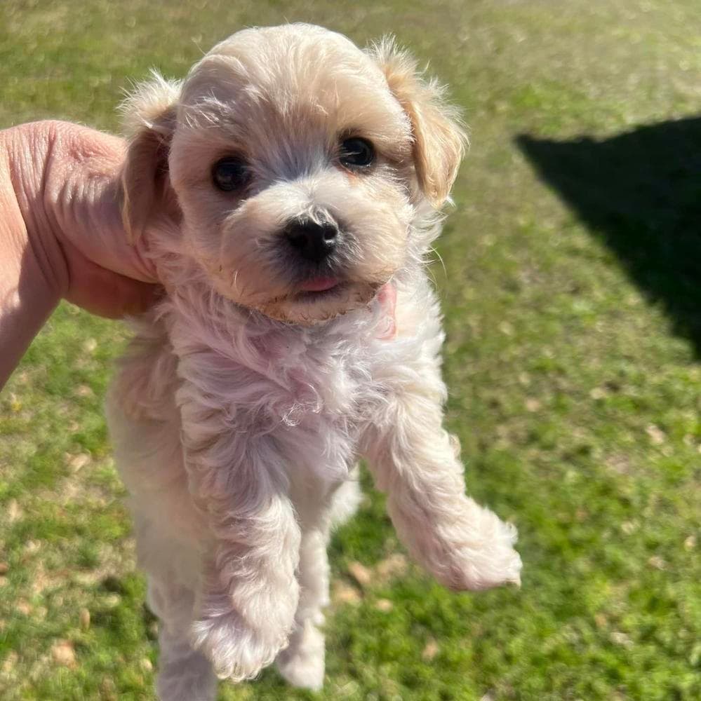 Boy 1 breeder image 2
