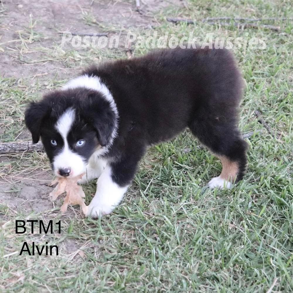 Blue Merle Female 1 breeder image 4