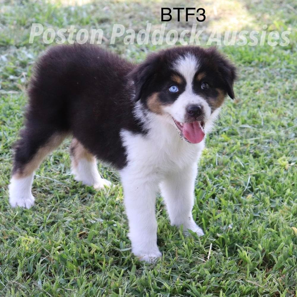 Blue Merle Female 1 breeder image 7