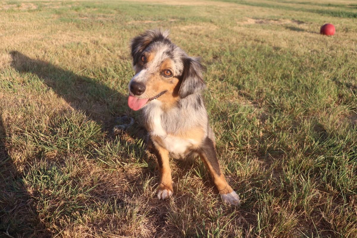 Blue Merle Female 1 breeder image 10