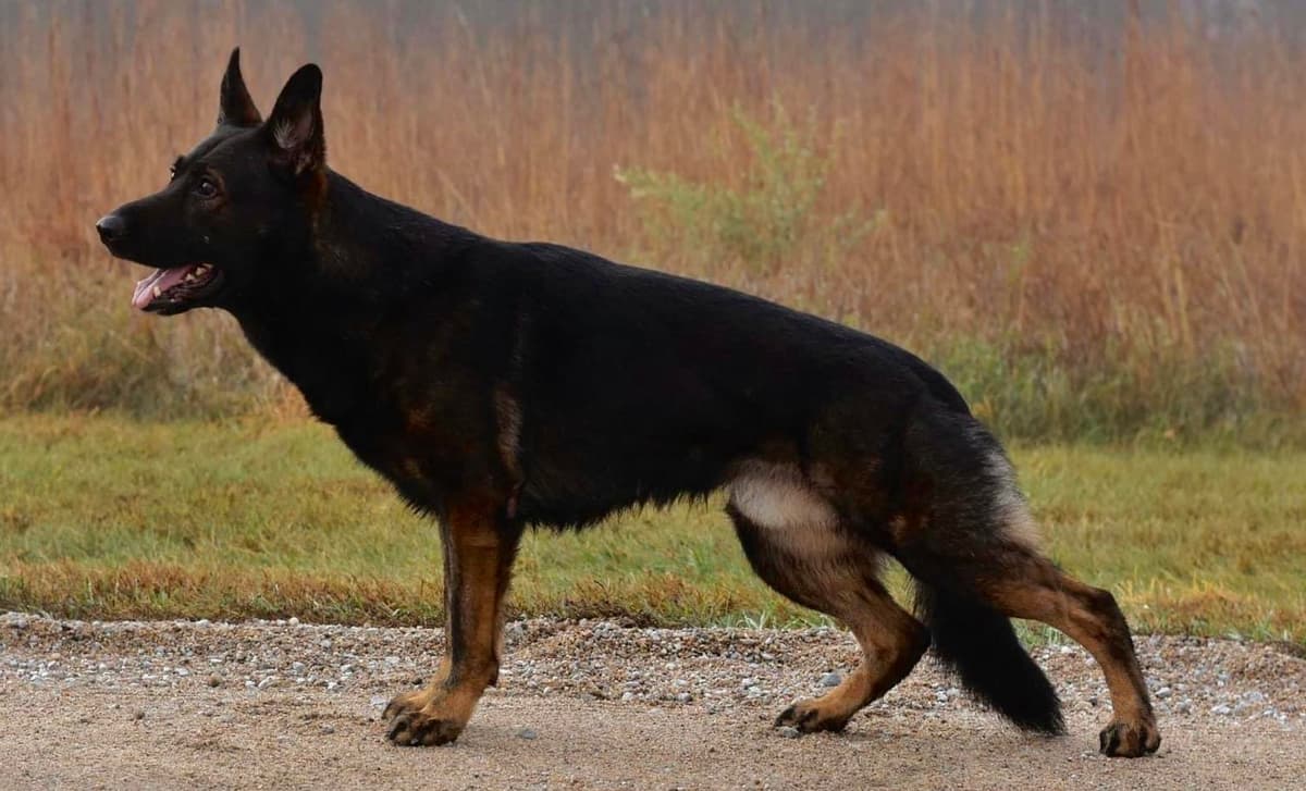 Purple collar breeder image 1