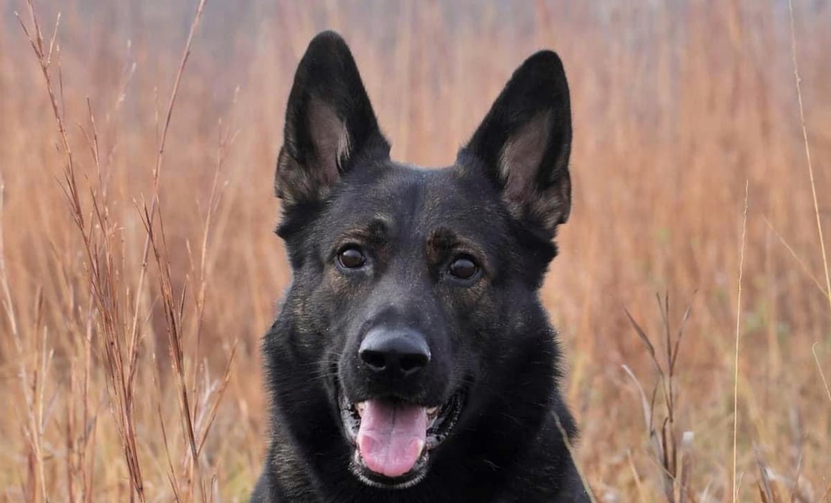 Purple collar breeder image 2
