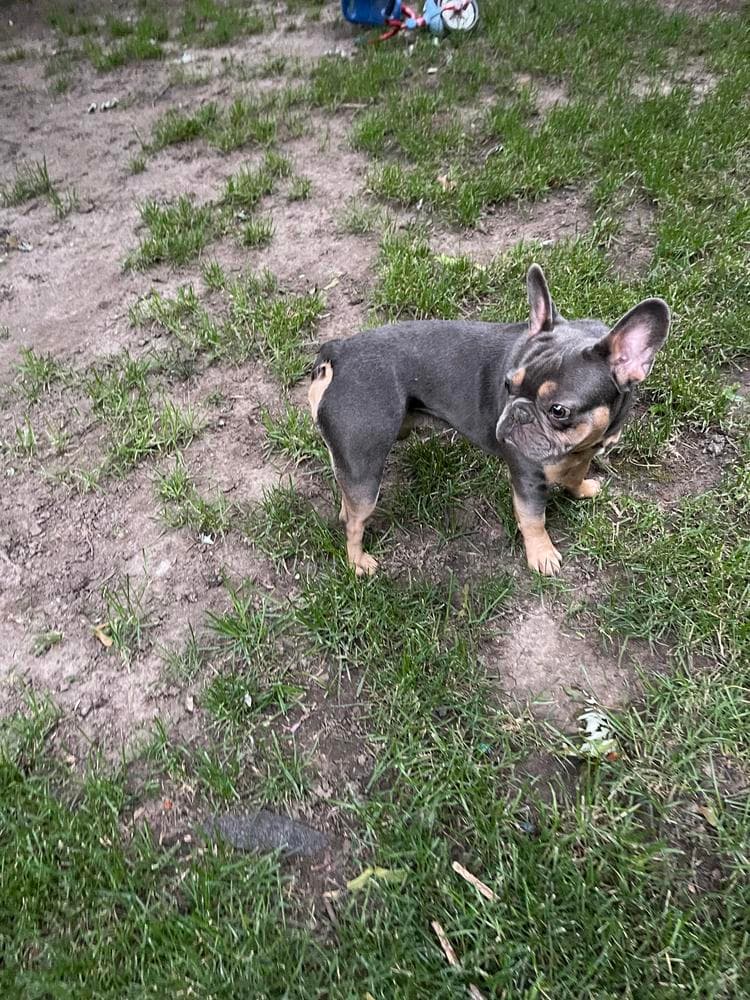 Chrome breeder image 43