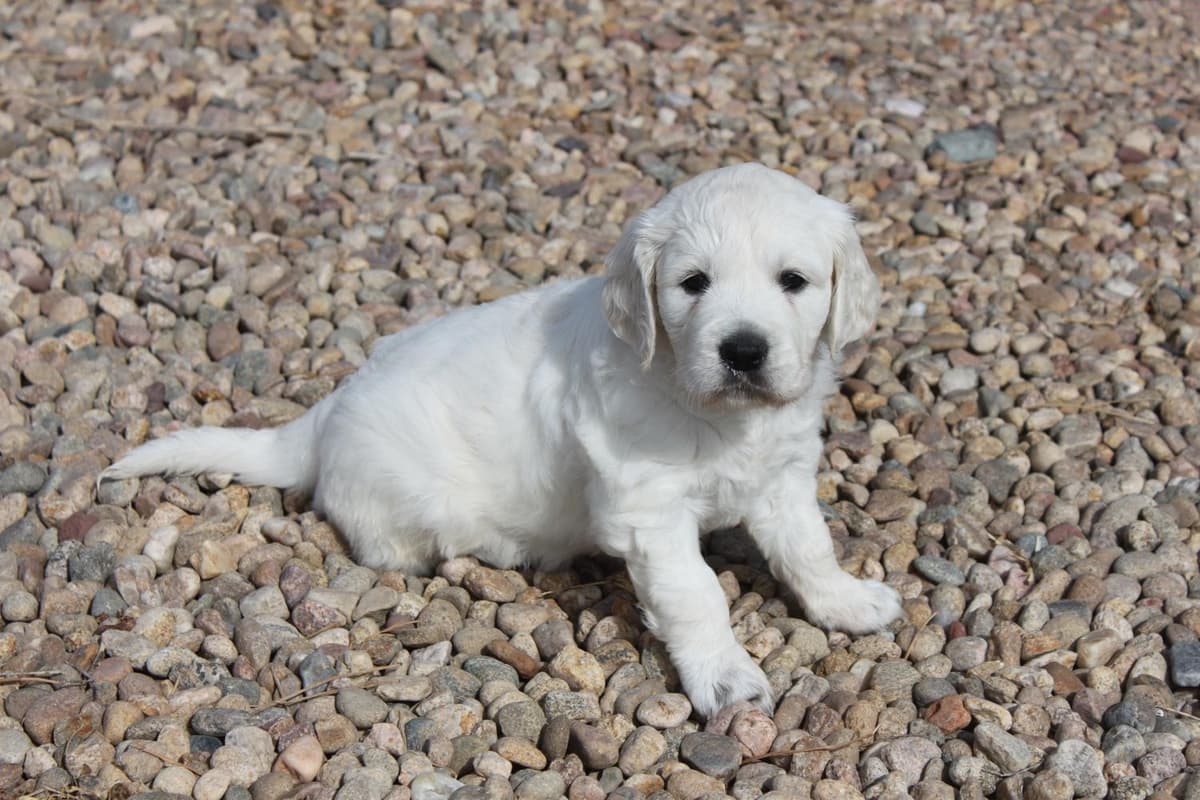 Kona Boy 1 breeder image 10