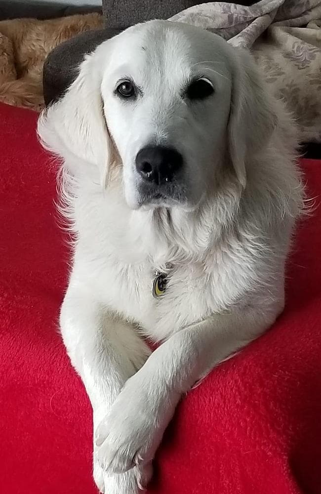 Kona Boy 1 breeder image 3