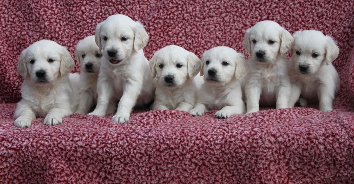 Kona Boy 1 breeder image 4