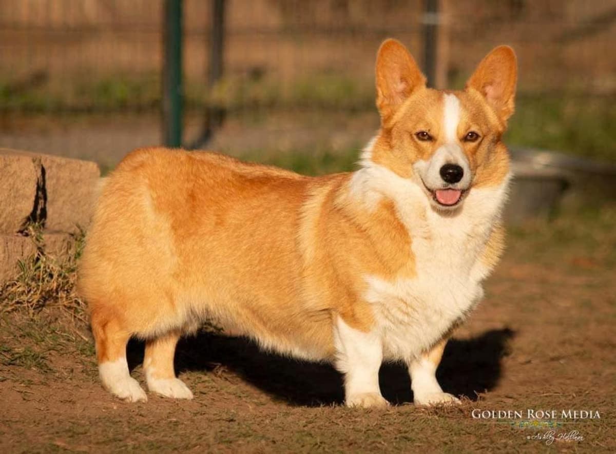 Mira breeder image 10