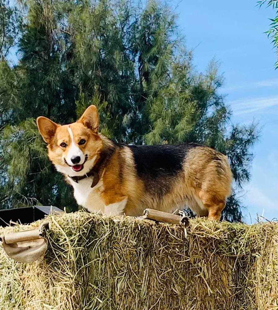 Mira breeder image 16