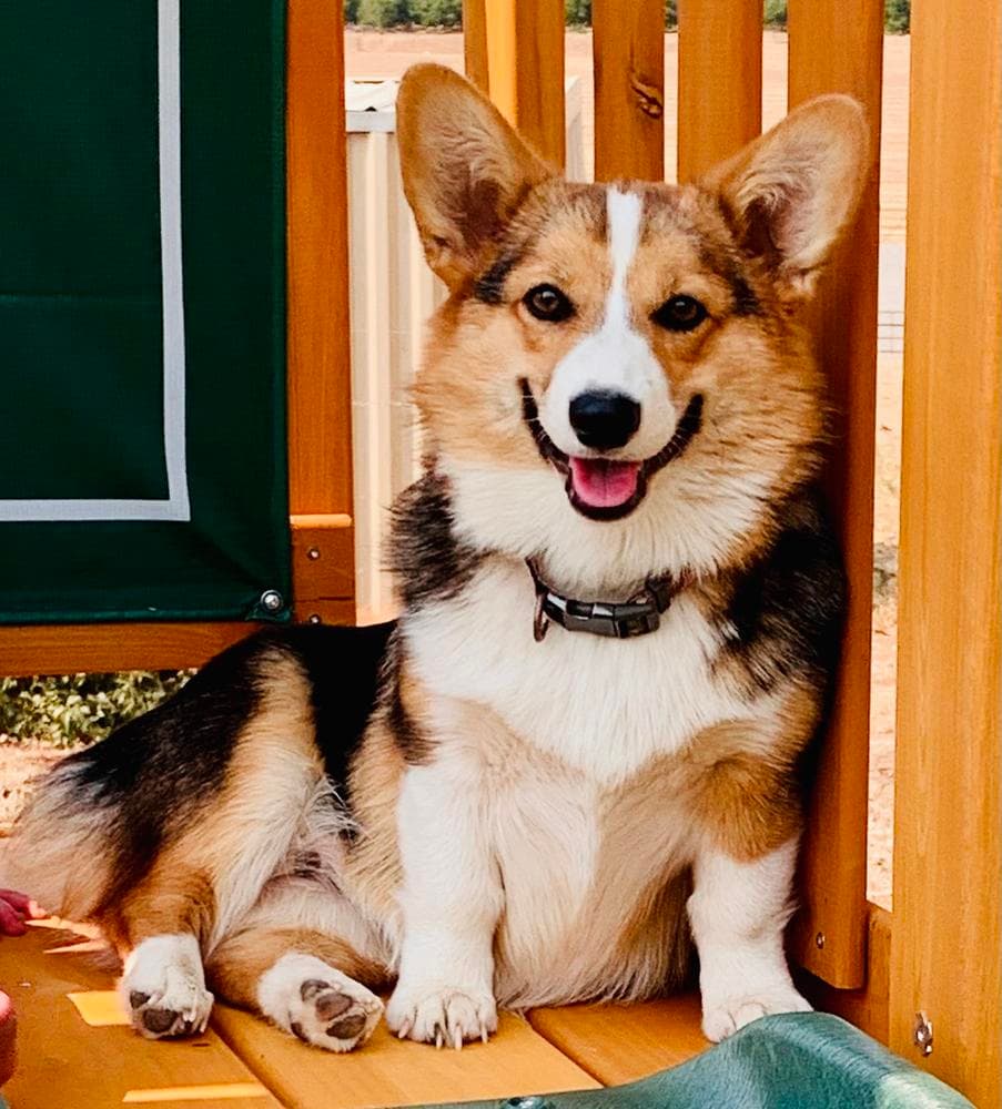 Mira breeder image 19