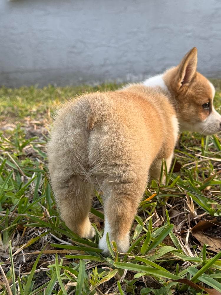 Oliver breeder image 17