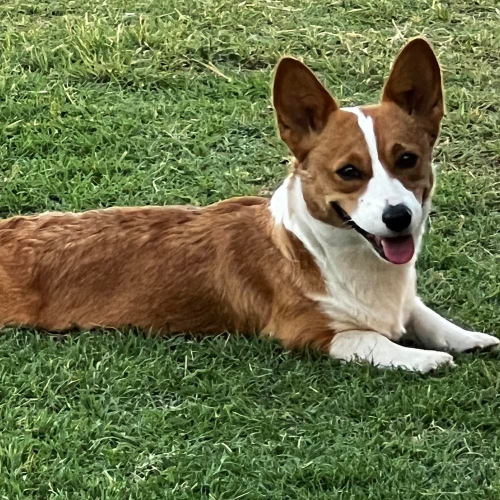 Oliver breeder image 2