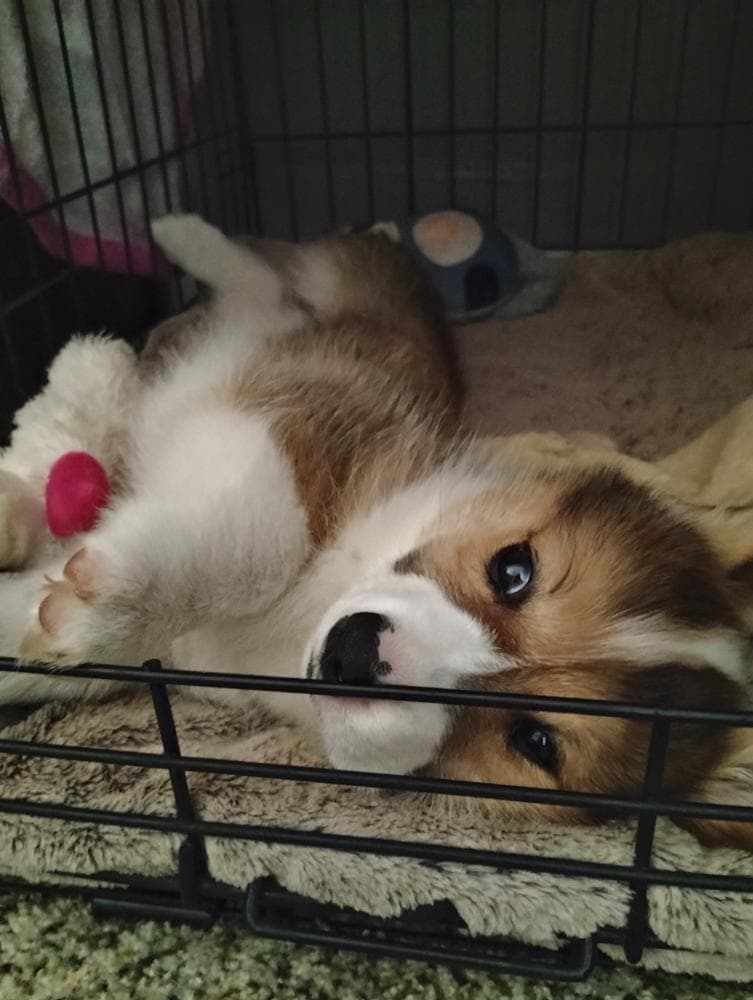 Oliver breeder image 5
