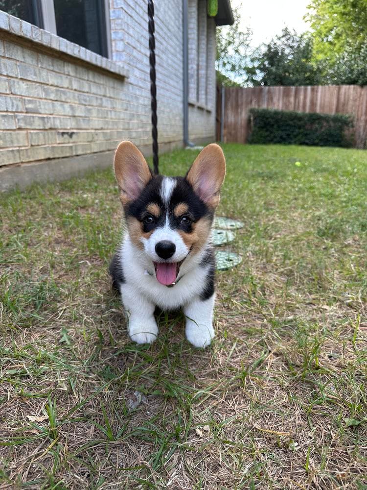 Oliver breeder image 8
