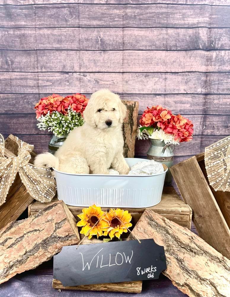Scout breeder image 10