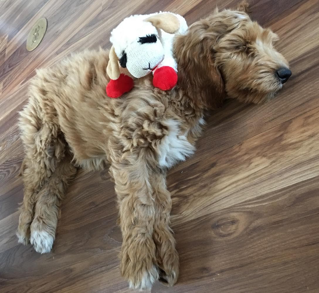 Scout breeder image 15