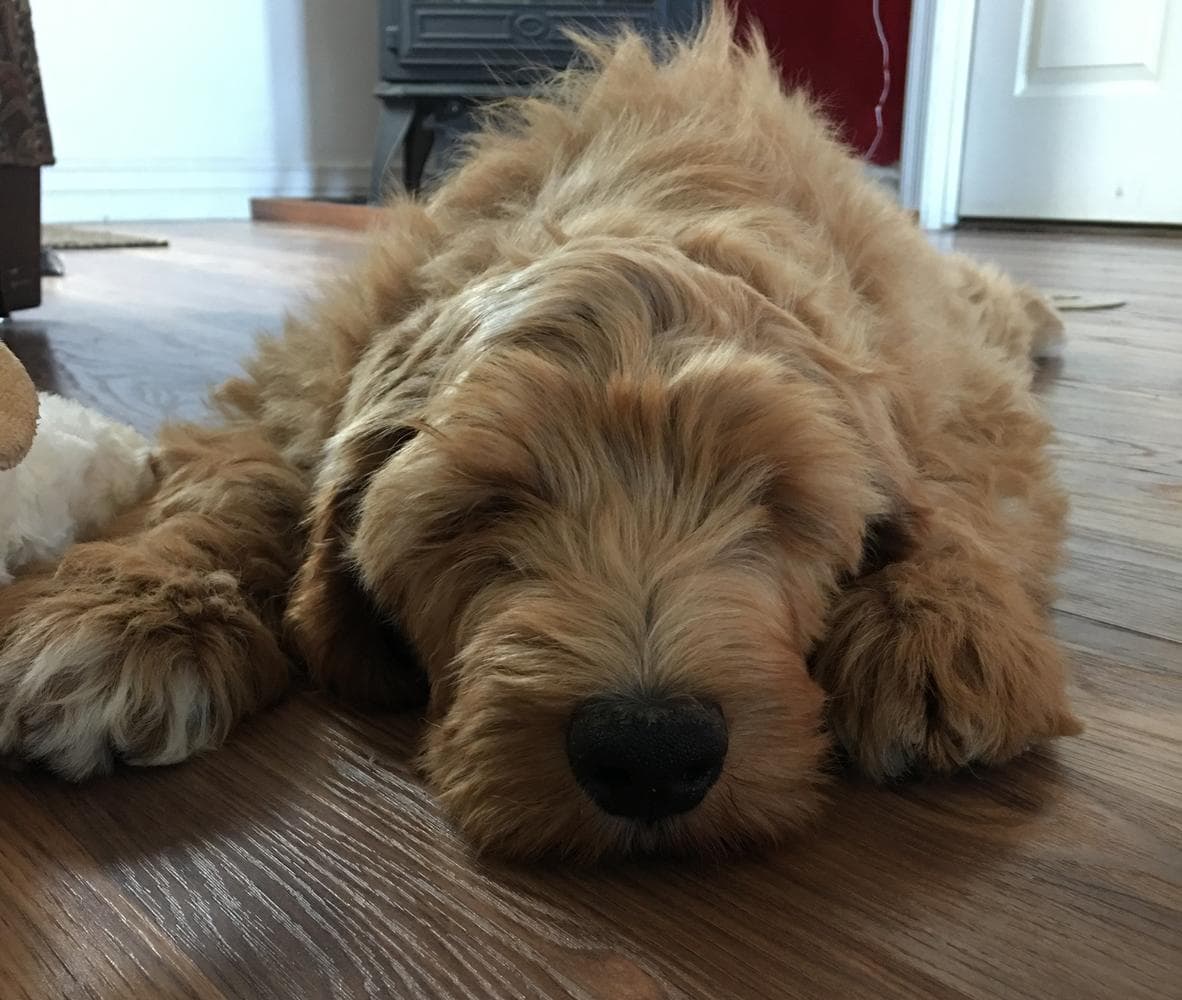 Scout breeder image 16