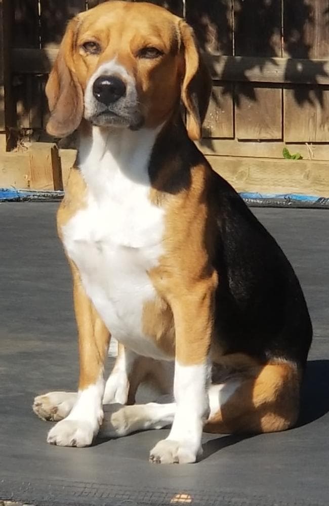 Red breeder image 3