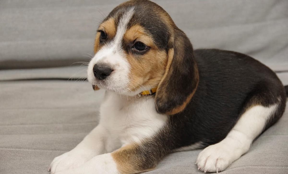 Red breeder image 1