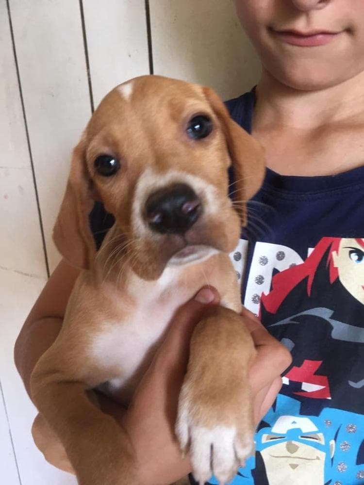 Blue breeder image 15