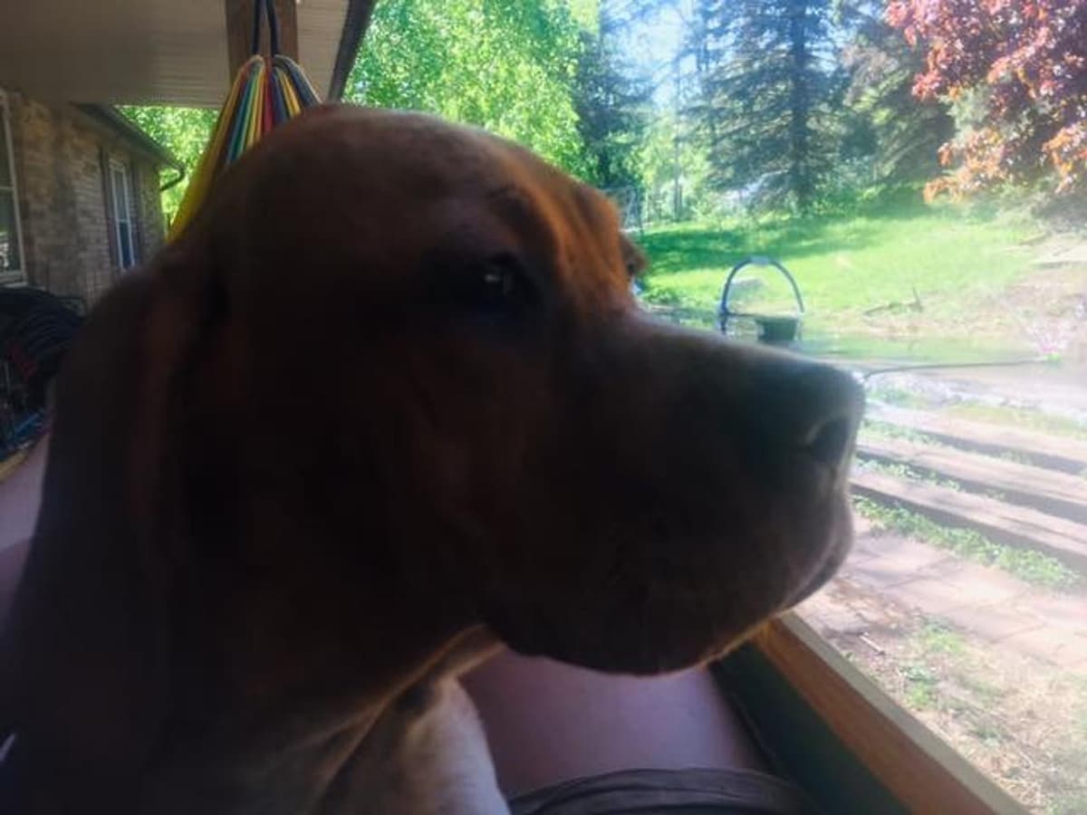Blue breeder image 32