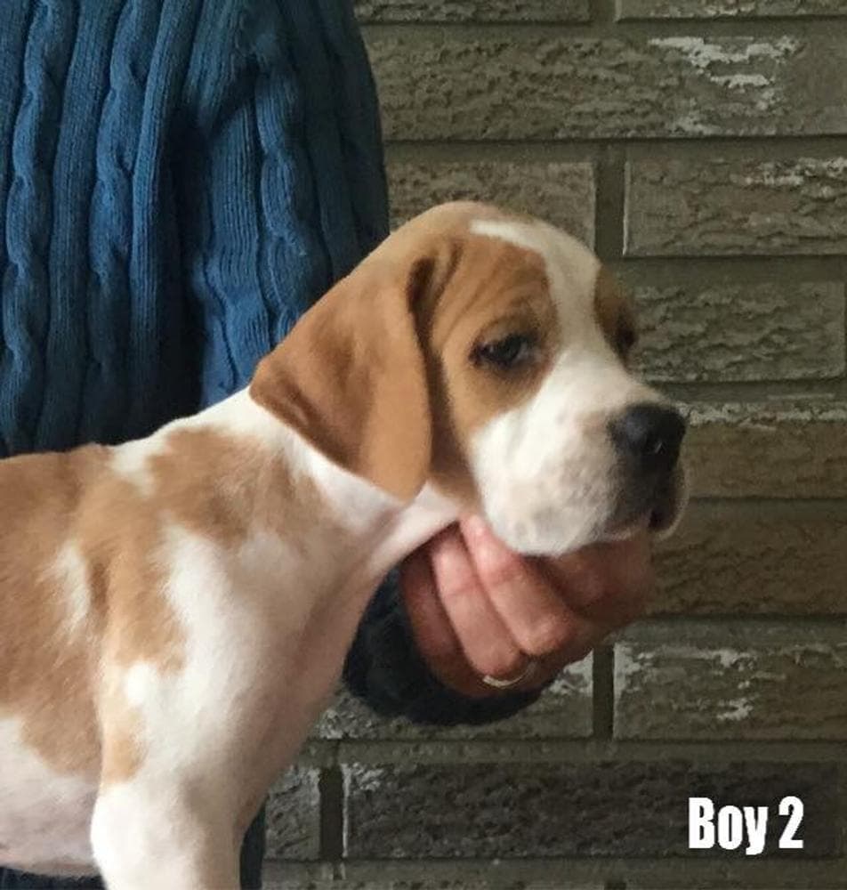 Blue breeder image 48
