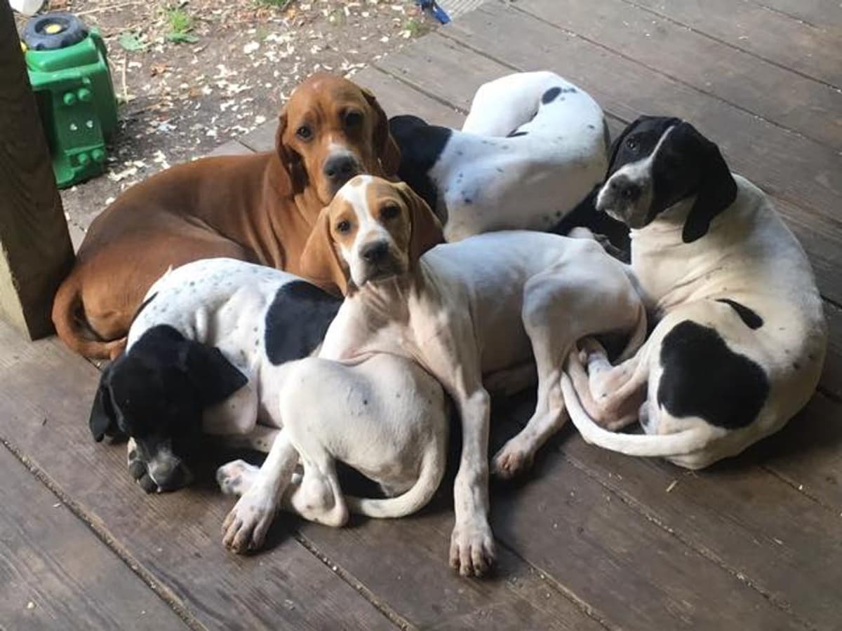 Blue breeder image 9