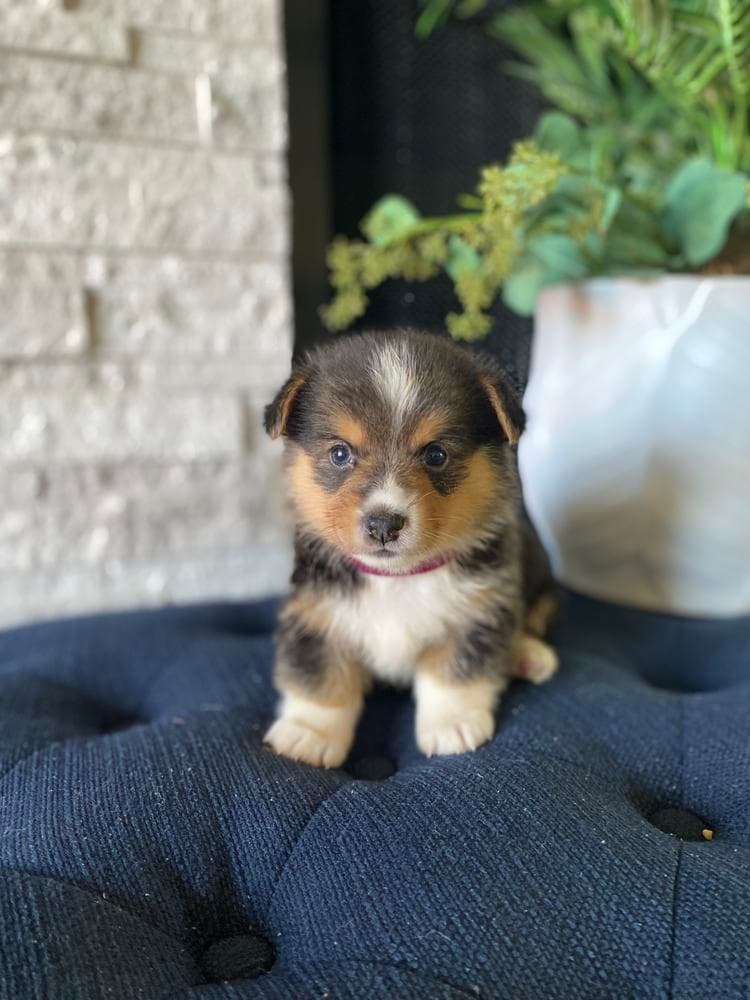 Lulu's Purple Girl breeder image 12
