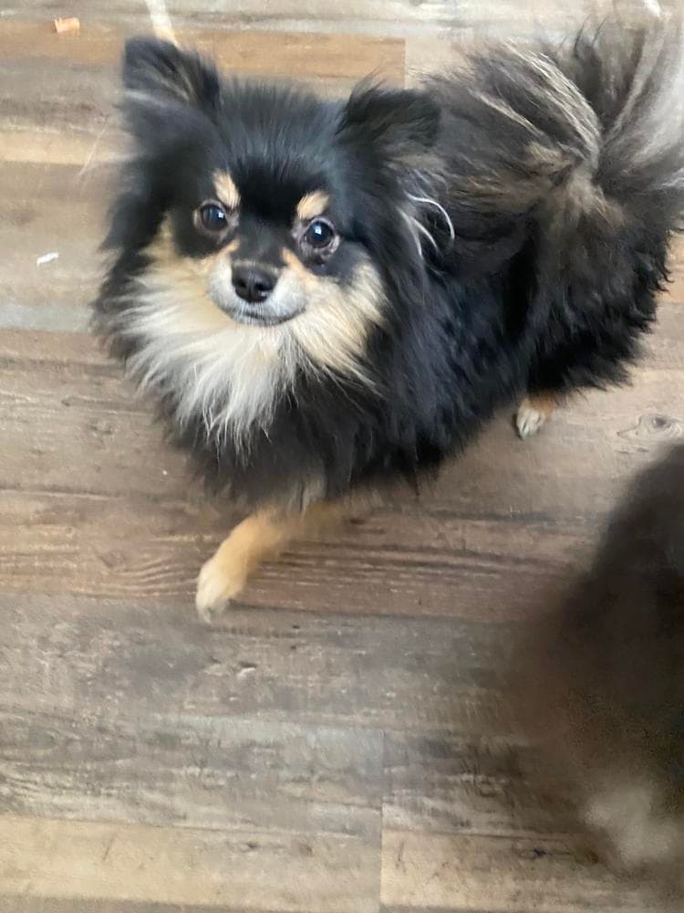 Milo breeder image 13