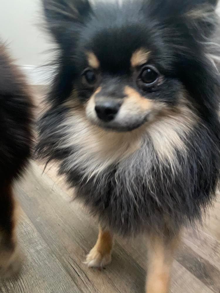 Milo breeder image 14