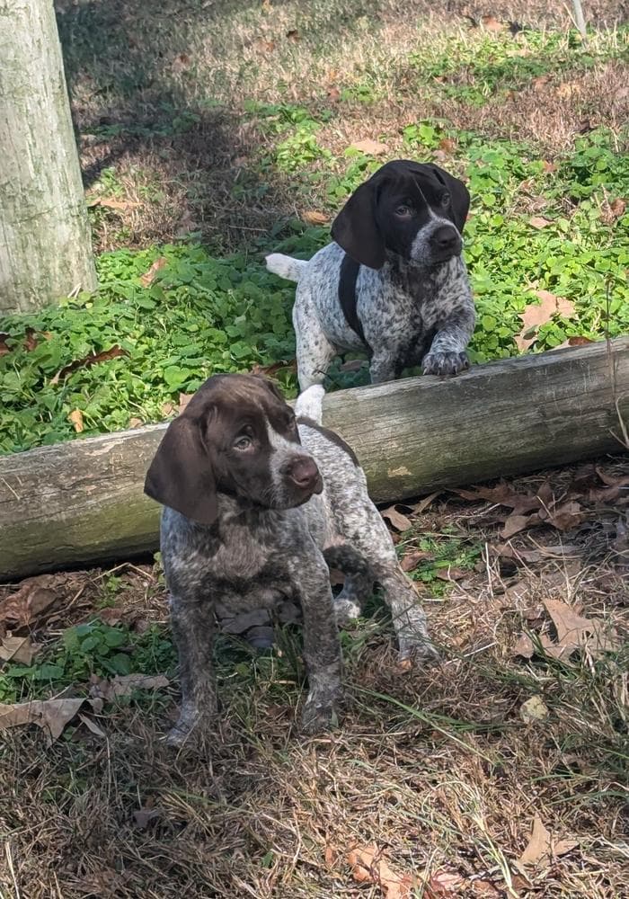 Molly breeder image 3