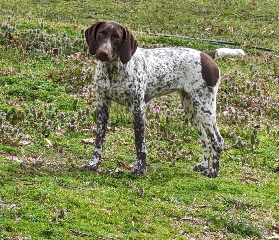 Molly breeder image 5