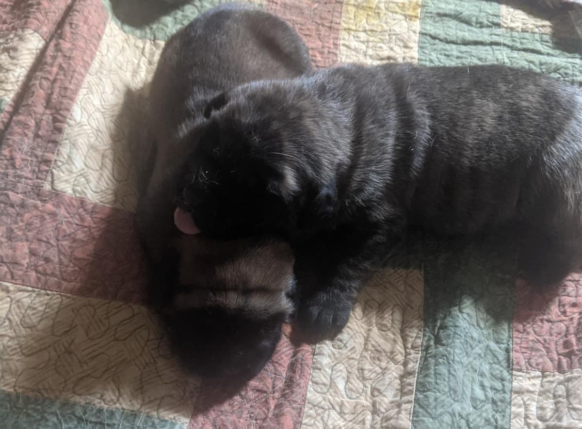 Molly breeder image 8