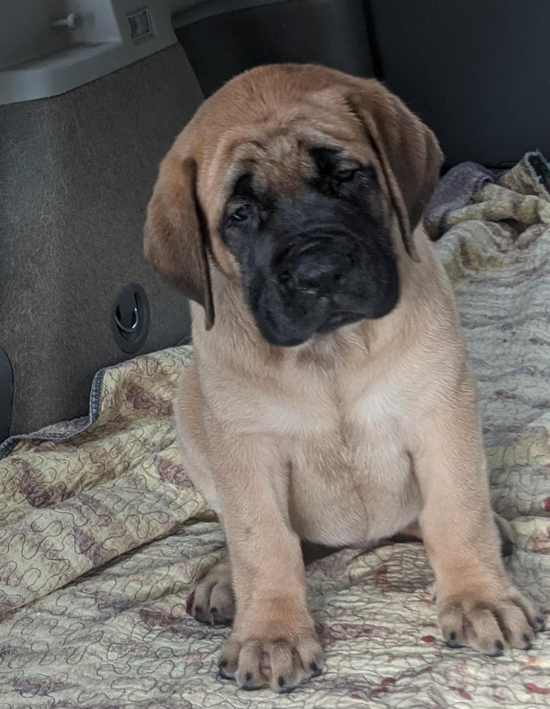 Molly breeder image 9