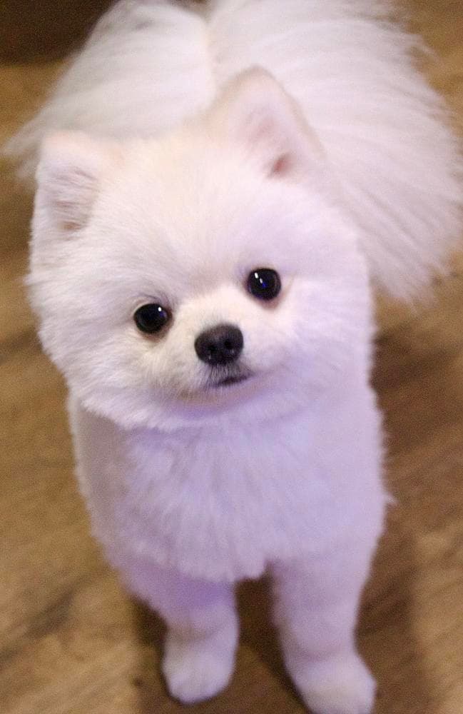Yogi breeder image 2