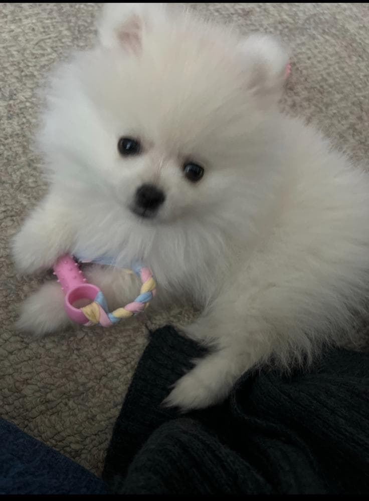Yogi breeder image 32