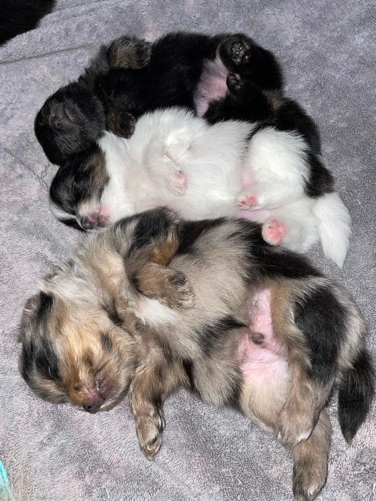 Yogi breeder image 4